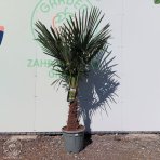 Palma konopná (Trachycarpus fortunei) - výška kmeňa 40-50 cm, celková výška 120-160 cm, kont. C20L/55L (-17°C)